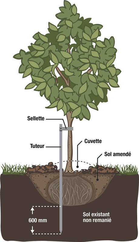 Comment planter un arbre - Arbres Canada