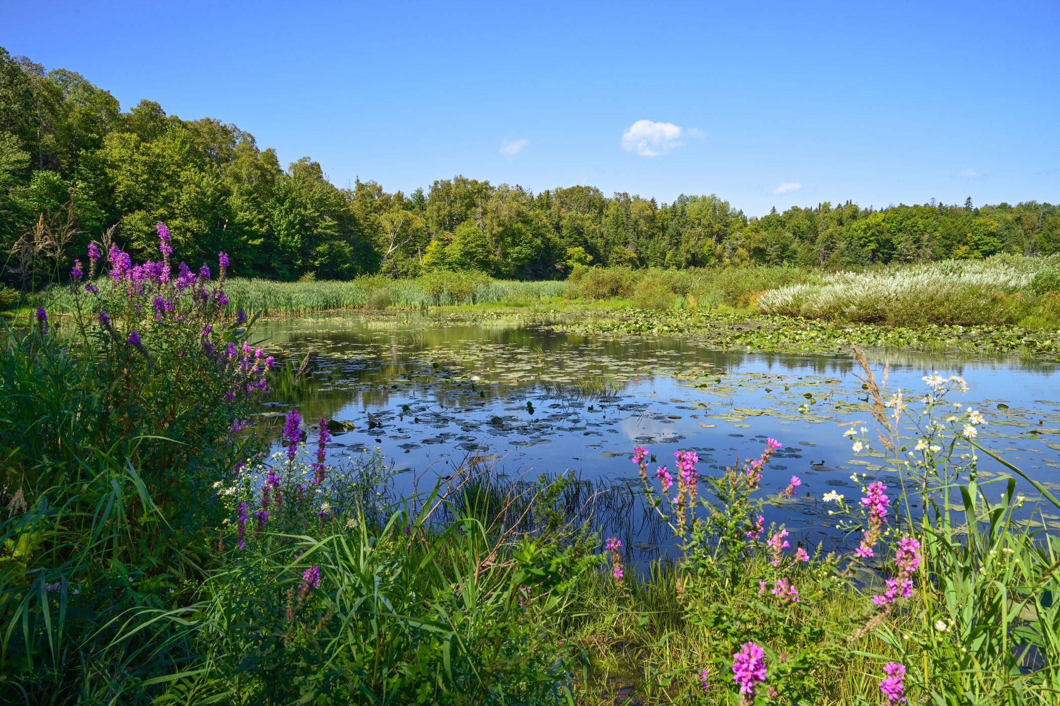 Un plan d'eau à la base de plein air de Beauport.