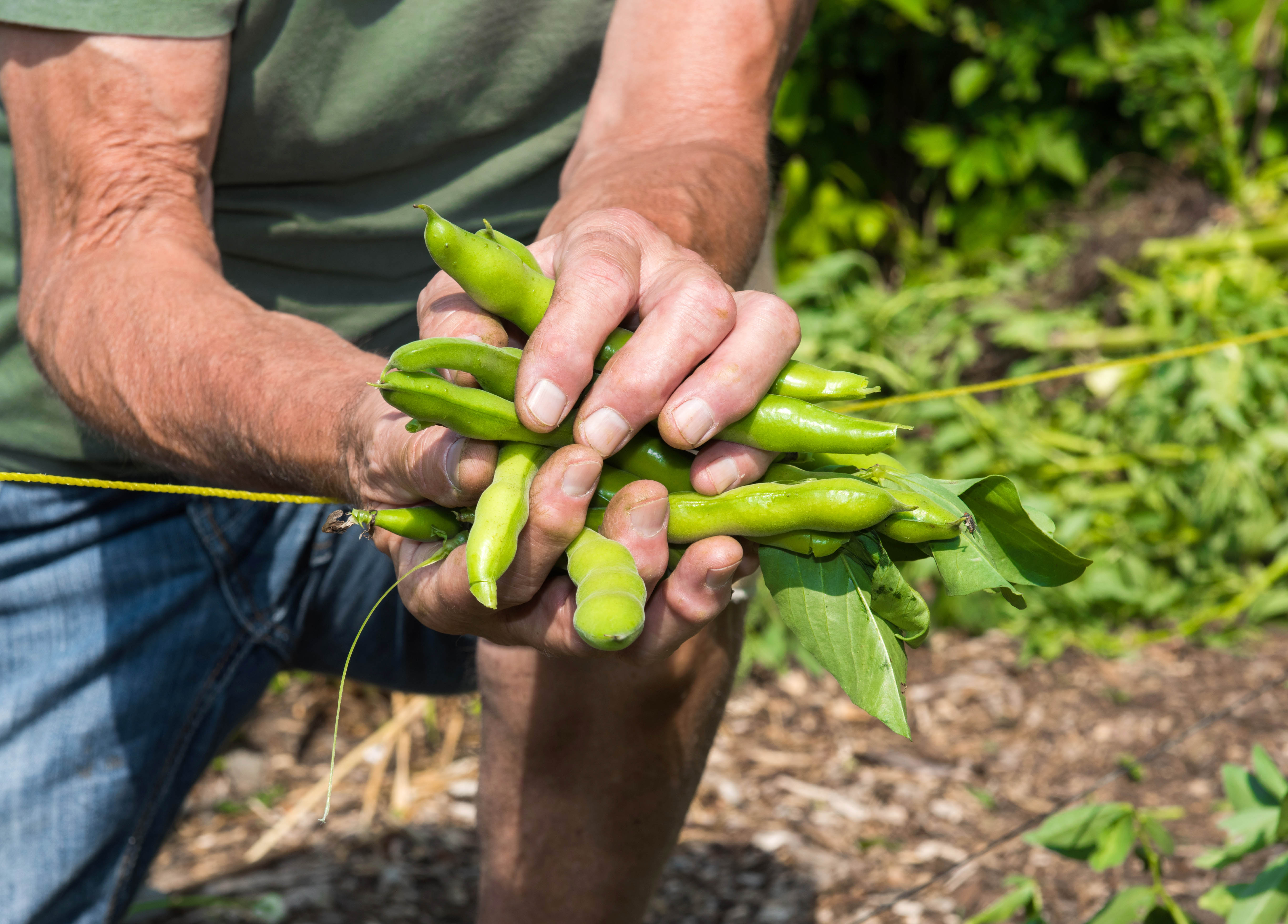 Plan d'action en agriculture urbaine 2020-2025