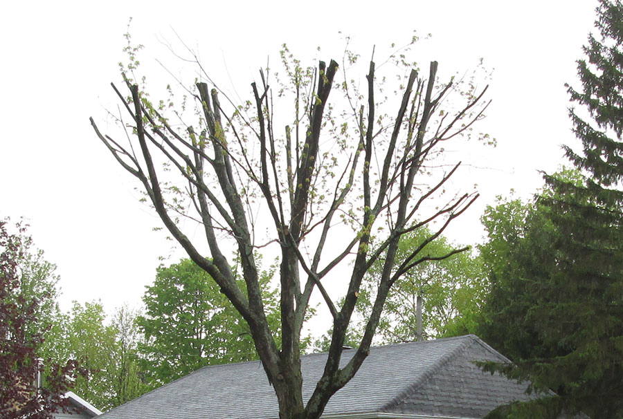 Couper Les Branches Des Arbres Avec Des Ciseaux. Travaux De Printemps Dans  Le Jardin, Le Jardinier S'occupe Des Arbres Banque D'Images et Photos  Libres De Droits. Image 115443883